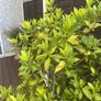 Bay Tree Image 3
