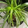 Ponytail palm plant Image 2