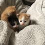 1 month old kittens Image 4