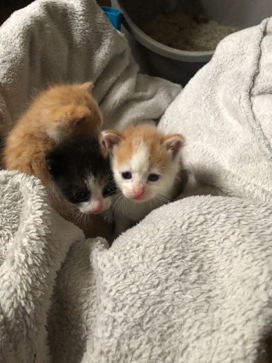 1 month old kittens