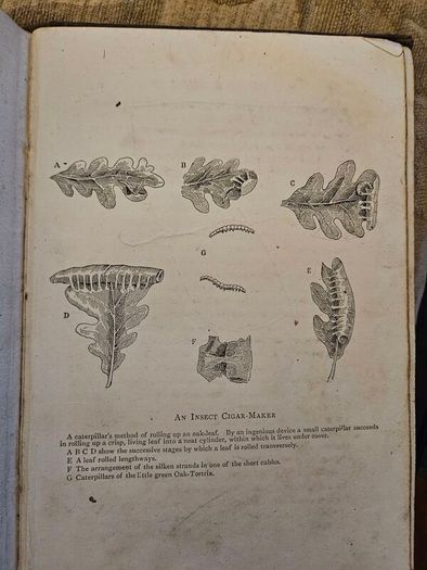 The Romance Of Animal Arts And Crafts. By H. Coupin And John  Lea, M.a. First Edition 1913 Hardback In Fair Condition.  See Photos For Same.