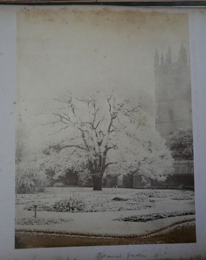 Victorian Photograph Album Photo Card Album  Antique Cabinet Card Photographs Photos 21 Page 42 Photos