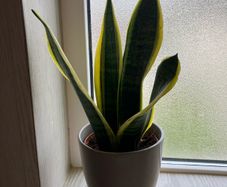 Snake plant