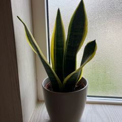 Snake plant