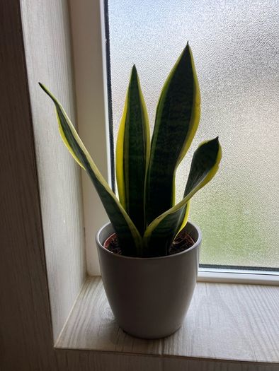 Snake plant