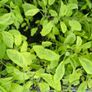 Herbs, Fruit Bushes, Tomato Plants Image 8