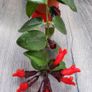 Aeschinantus Mona Lisa. Lipstick plant. House plant. Image 5