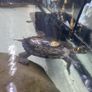 Tutles Image 4