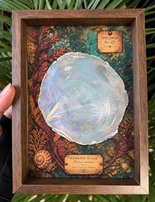 Mermaid Scale Curiosity Display