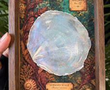 Mermaid Scale Curiosity Display