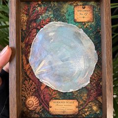 Mermaid Scale Curiosity Display