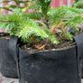 Noble fir Christmas trees Image 3