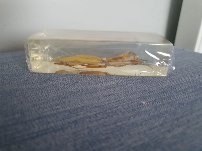Halloween Insects In Glass Big Clearout, Make An Offer