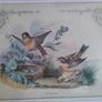 antique print, bird prints Image 3
