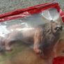 New Schleich Lion Figure Image 2