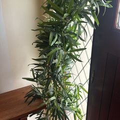 Fake plant