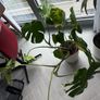 Large Monstera Deliciosa + Pot Image 4