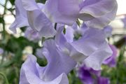 (S) Sweet Pea Leamington Seeds 3g (601387)