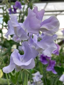 (S) Sweet Pea Leamington Seeds 3g (601387)