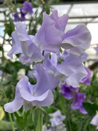 (S) Sweet Pea Leamington Seeds 3g (601387)