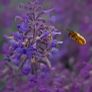 Tamron 90 mm f/2.8 Macro for sony Fe| 5 years warranty Image 5