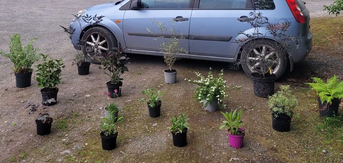 mature plant bundle
