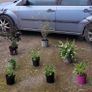 mature plant bundle Image 4