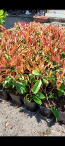 Red Robin Hedging