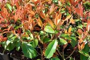Red Robin Hedging
