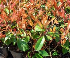 Red Robin Hedging
