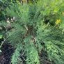 Garden plant White Spanish Broom Image 3