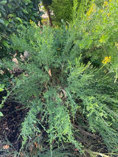 Garden plant White Spanish Broom