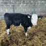 Weanlings Hereford Calves Image 10