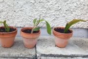 Epiphyllum oxypetalum Queen of the Night in terracotta pots