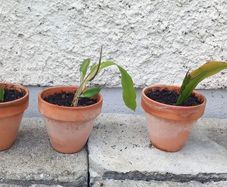 Epiphyllum oxypetalum Queen of the Night in terracotta pots