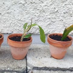 Epiphyllum oxypetalum Queen of the Night in terracotta pots