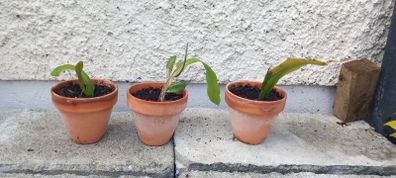 Epiphyllum oxypetalum Queen of the Night in terracotta pots