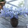 (S) Sweet Pea Blue Ripple seeds 1g (601462) Image 2