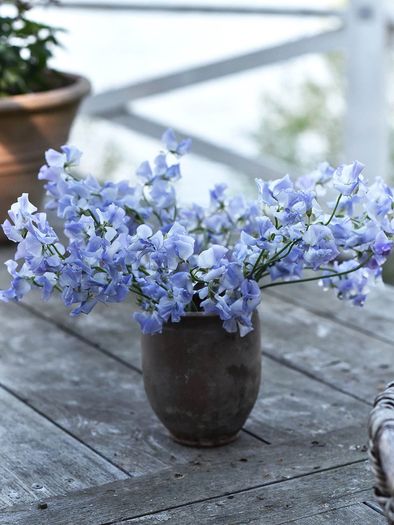 (S) Sweet Pea Blue Ripple seeds 1g (601462)