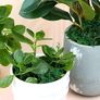 300g Artificial Moss - 10.6 Ounce Floral Decorative Fake Fresh Green Moss for Potted Plant Centerpieces, Terrariums, Decor, Life-Like Garden Lawn Grass Image 5