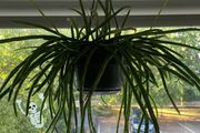 Cactus houseplant