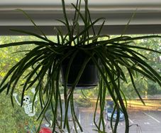 Cactus houseplant