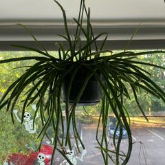Cactus houseplant