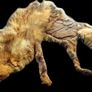 Vintage Taxidermy Stole  A. Rohu & Son Dublin Image 8
