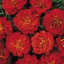 (M) French Marigold Durango seeds (20s) (415779) Image 4