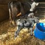 FR Suckler with 2 AA MALE Calves Image 3