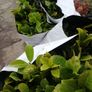 Laurel Hedging Image 9