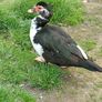 muscovy ducks Image 2