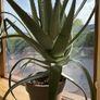 Aloe Vera Plant Image 7