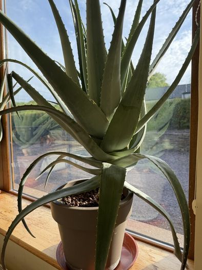 Aloe Vera Plant